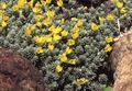 Foto Douglasia, Felsiger Berg Zwerg-Primel, Vita Gartenblumen wächst und Merkmale