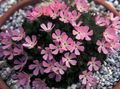 pink Have Blomster Douglasia, Rocky Mountain Dværg-Primula, Vitaliana egenskaber, Foto