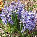 Photo Dutch Hyacinth Garden Flowers growing and characteristics