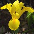 Foto Niederländisch Iris, Iris Spanisch Gartenblumen wächst und Merkmale