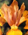 Photo Dutch Iris, Spanish Iris Garden Flowers growing and characteristics