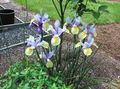 Photo Dutch Iris, Spanish Iris Garden Flowers growing and characteristics