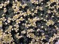 Foto Dwarf Pepperweed Gartenblumen wächst und Merkmale