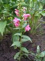 Foto Östlichen Penstemon, Behaarte Beardtongue Gartenblumen wächst und Merkmale