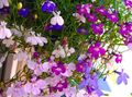 Foto Einfassung Lobelien, Jahreslobelien, Hinter Lobelia Gartenblumen wächst und Merkmale