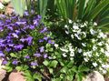 Foto Einfassung Lobelien, Jahreslobelien, Hinter Lobelia Gartenblumen wächst und Merkmale
