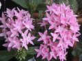 Photo Egyptian star flower, Egyptian Star Cluster  growing and characteristics