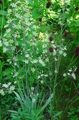 white Garden Flowers Elegant Camas, Mountain Death Camas, Zigadenus elegans, Anticlea elegans characteristics, Photo