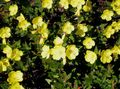rumena Vrtno Cvetje Svetlina, Oenothera fruticosa značilnosti, fotografija