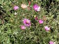 Foto Ewig, Strohblumen, Strohblume, Papier Gänseblümchen, Everlasting Daisy  wächst und Merkmale