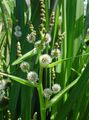 Foto Exotische Bur Reed Gartenblumen wächst und Merkmale