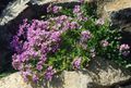 Foto Fee Fingerhut Gartenblumen wächst und Merkmale