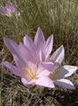 Photo False Autumn Crocus, Showy Colchicum, Naked Ladies, Meadow Saffron Garden Flowers growing and characteristics
