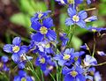 Foto Falsche Blau Flachs Gartenblumen wächst und Merkmale