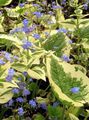 Photo False forget-me-not Garden Flowers growing and characteristics