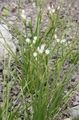 Photo False Garlic Garden Flowers growing and characteristics