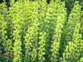Photo False Lupine, Lanceleaf Thermopsis Garden Flowers growing and characteristics