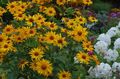 Foto Falsche Sonnenblume, Ox-Eye, Sonnenblumen Heliopsis  wächst und Merkmale