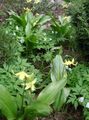 Photo Fawn Lily Garden Flowers growing and characteristics