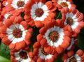 Foto Cineraria Blumengeschäft  wächst und Merkmale