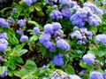 light blue Floss Flower, Ageratum houstonianum characteristics, Photo