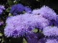 lilac Floss Flower, Ageratum houstonianum characteristics, Photo