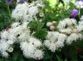 white Floss Flower, Ageratum houstonianum characteristics, Photo