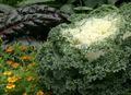 Foto Blühen Kohl, Zierkohl, Collard, Grünkohl Gartenblumen wächst und Merkmale