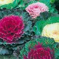 Photo Flowering Cabbage, Ornamental Kale, Collard, Curly kale  growing and characteristics
