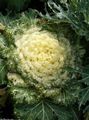 Photo Flowering Cabbage, Ornamental Kale, Collard, Curly kale  growing and characteristics
