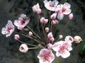 roze Tuin Bloemen Bloeiende Stormloop, Butomus karakteristieken, foto