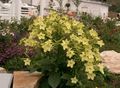 yellow Flowering Tobacco, Nicotiana characteristics, Photo