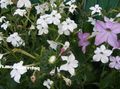 white Flowering Tobacco, Nicotiana characteristics, Photo
