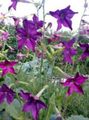 purple Flowering Tobacco, Nicotiana characteristics, Photo