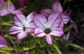 lilac Flowering Tobacco, Nicotiana characteristics, Photo