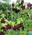 burgundy Flowering Tobacco, Nicotiana characteristics, Photo