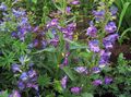 Photo Foothill Penstemon, Chaparral Penstemon, Bunchleaf Penstemon Garden Flowers growing and characteristics