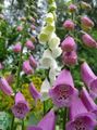 Foto Fingerhut Gartenblumen wächst und Merkmale