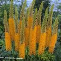Photo Foxtail Lily, Desert Candle Garden Flowers growing and characteristics
