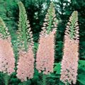 Photo Foxtail Lily, Desert Candle Garden Flowers growing and characteristics