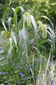 Photo Foxtail Millet Garden Flowers growing and characteristics