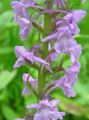 Photo Fragrant Orchid, Mosquito Gymnadenia Garden Flowers growing and characteristics