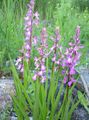 Photo Fragrant Orchid, Mosquito Gymnadenia Garden Flowers growing and characteristics