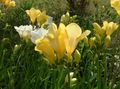 Photo Freesia Garden Flowers growing and characteristics