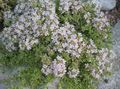 Photo Garden Thyme, English Thyme, Common Thyme Garden Flowers growing and characteristics