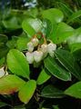 Photo Gaultheria, Checkerberry Garden Flowers growing and characteristics