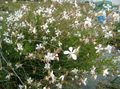 Foto Gaura Gartenblumen wächst und Merkmale
