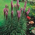 Photo Gayfeather, Blazing Star, Button Snakeroot Garden Flowers growing and characteristics