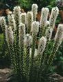 Photo Gayfeather, Blazing Star, Button Snakeroot Garden Flowers growing and characteristics