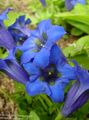 blau Gartenblumen Enzian, Weide-Enzian, Gentiana Merkmale, Foto